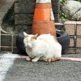 我愛麥克雞塊