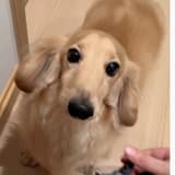星