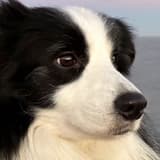 邊牧doggy