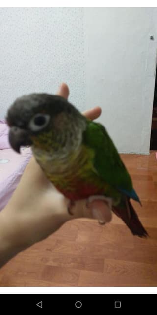 megapx