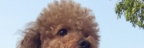 牛的一啤