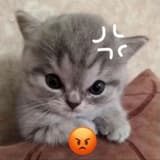 麼凹貓