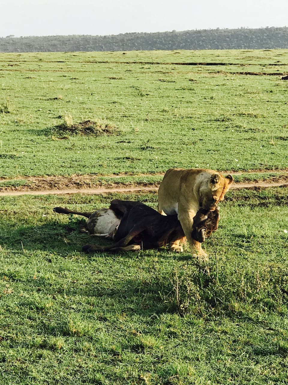 megapx