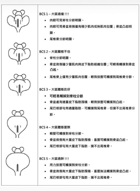 如何判斷大鼠體態是否正常 - 寵物板 | Dcard