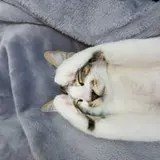 coke_cat