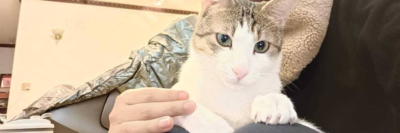 恬恬心