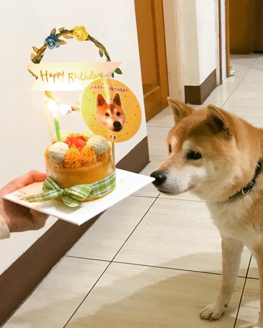 寵物飼料推薦 寵物板 Dcard