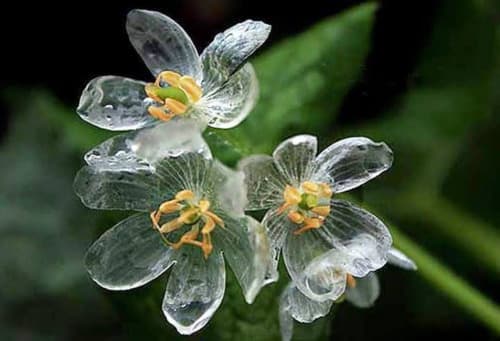韓鐘鉉-山荷葉(산하엽) (Diphylleia grayi) - 音樂板| Dcard