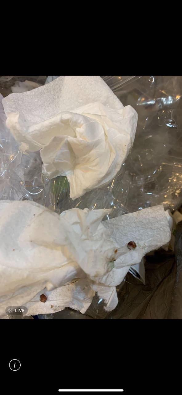 綠汁蟲卵 心情板 Dcard