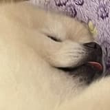 liu