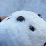 魚魚是隻招財貓