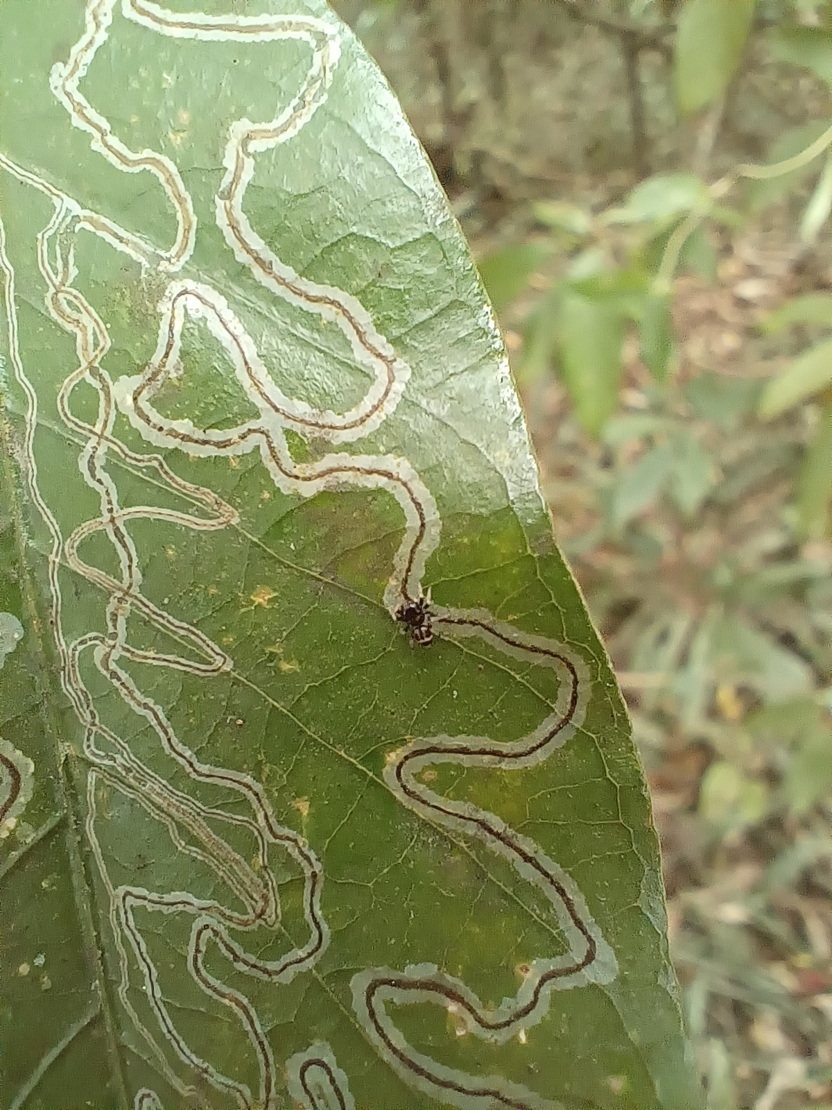 #鑑定 請問這是什麼蟲？（文長） - 昆蟲板 | Dcard