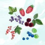 berry 阿莓