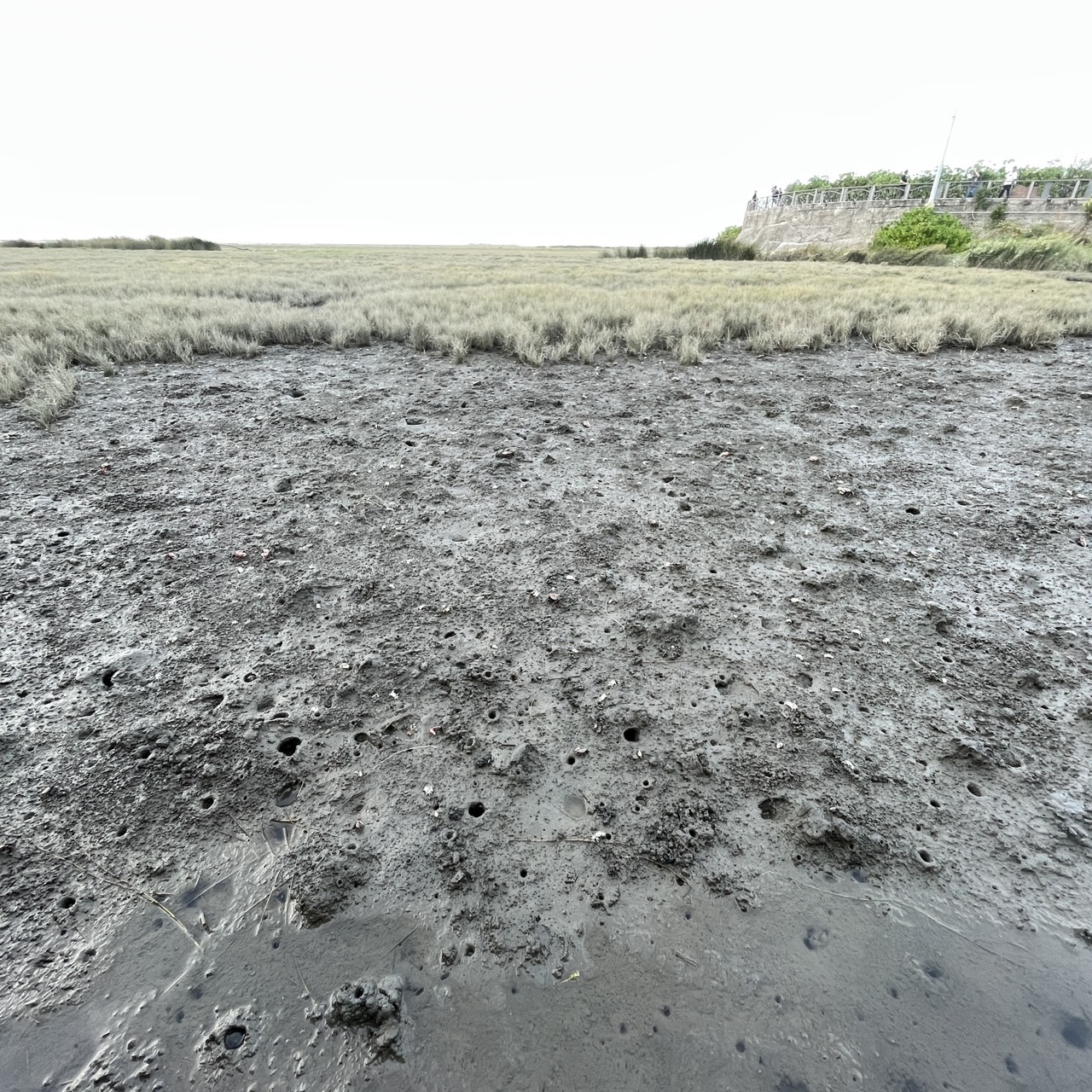 國內遊記 高美濕地半日遊～