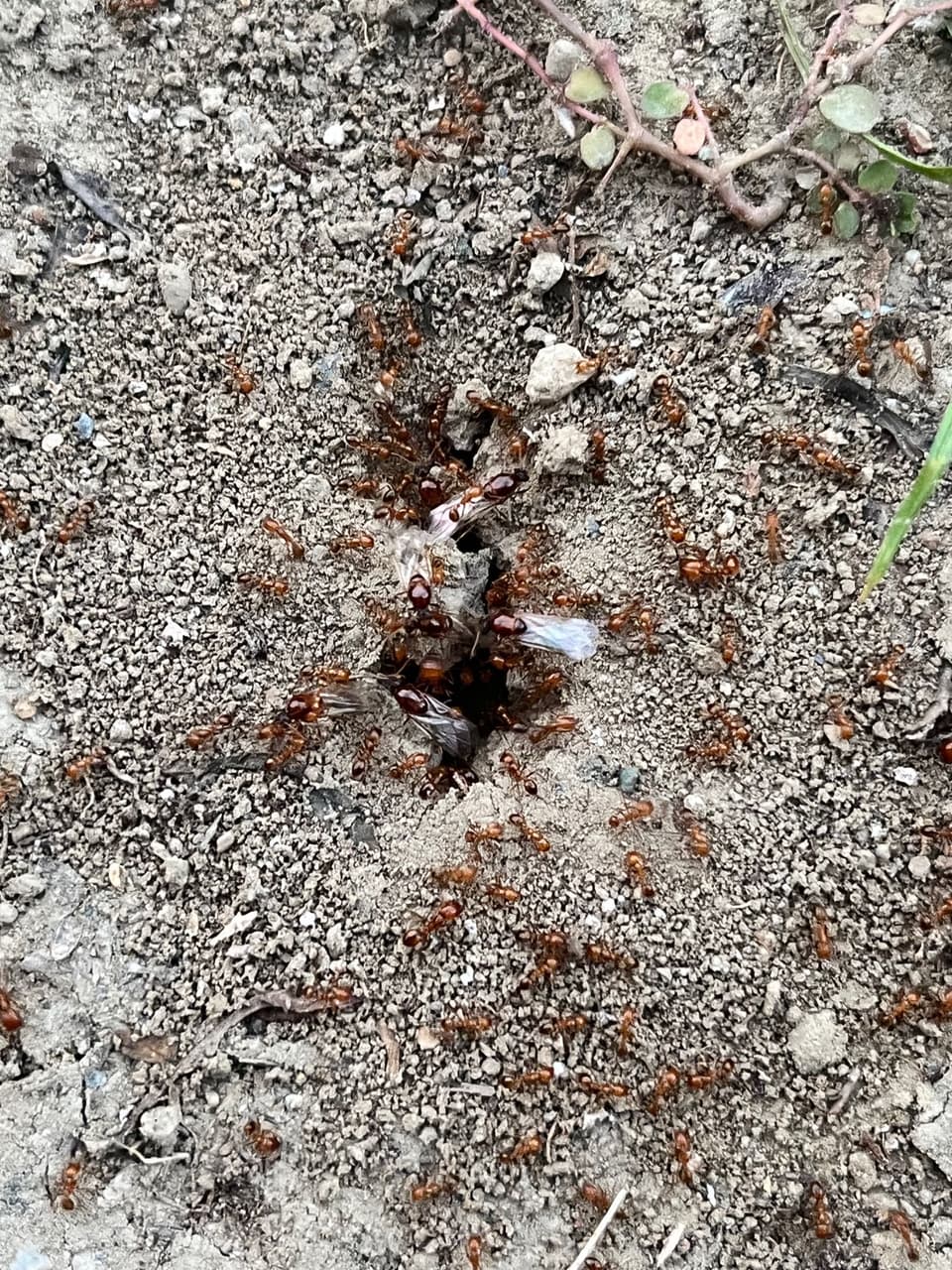 鑑定有翅膀的紅螞蟻- 昆蟲板| Dcard