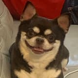 班吉