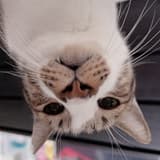 °かわいい♡ིྀ 🐈‍⬛