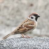 一隻麻雀♀