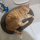 家裡有隻咪咪