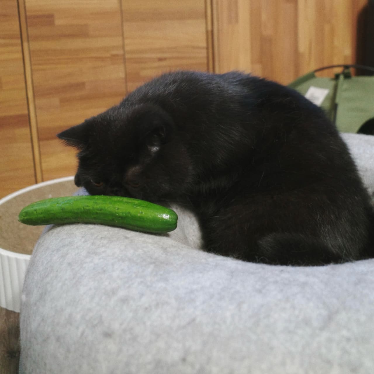 你家的貓會怕黃瓜嗎🐱🥒 - 寵物板| Dcard