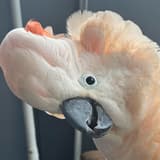 斐