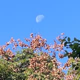 fyl_13