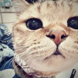 傻眼貓咪