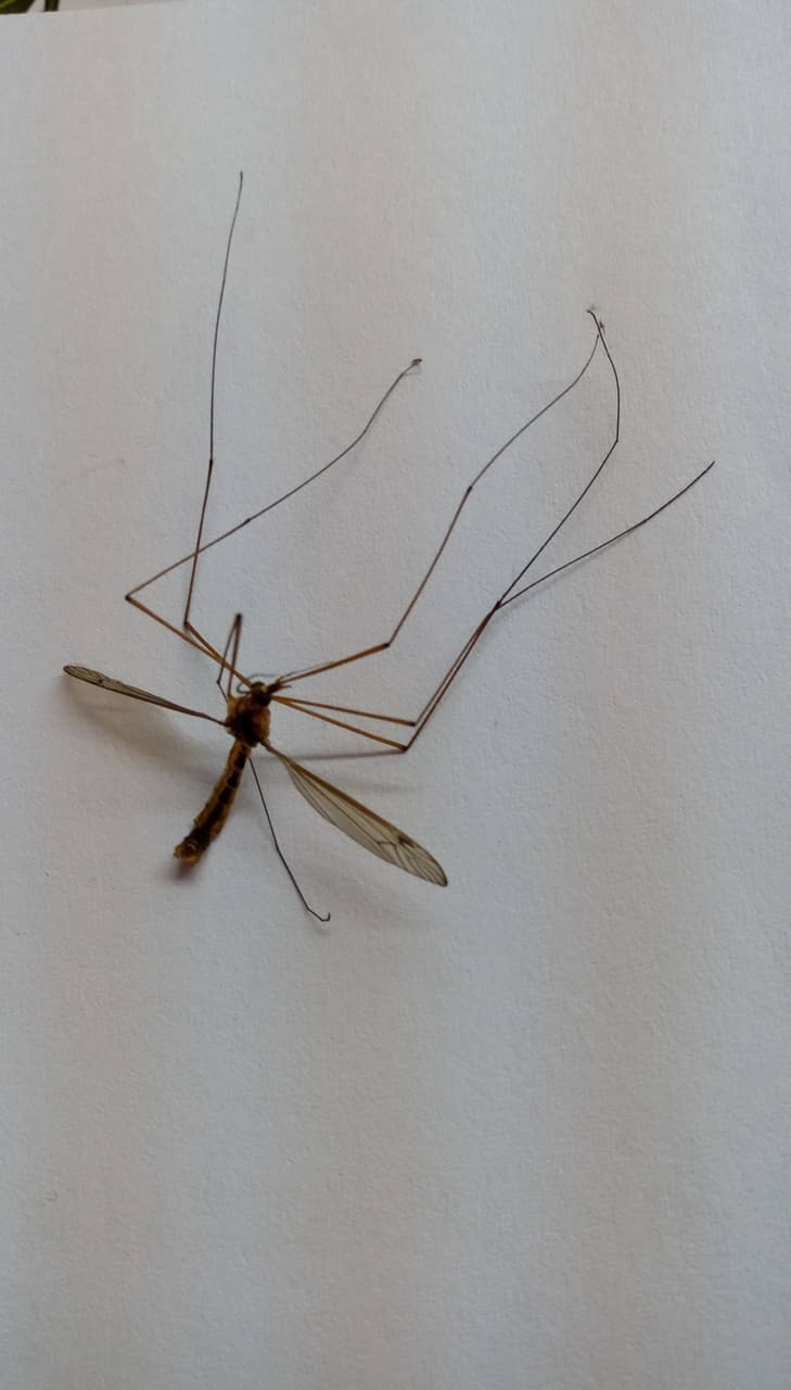 巨大蚊子- 有趣板| Dcard