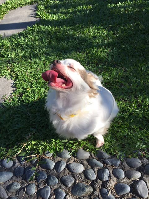 megapx