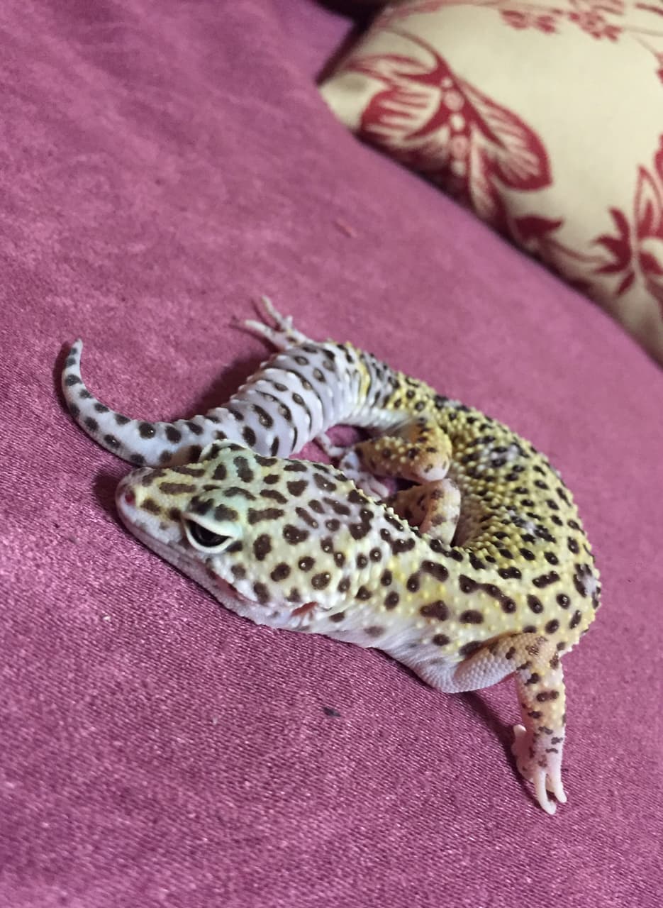 megapx