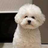 棉花糖小狗萬歲
