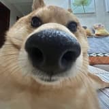比利