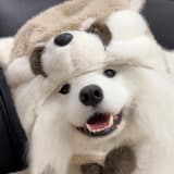 (⊙o⊙)