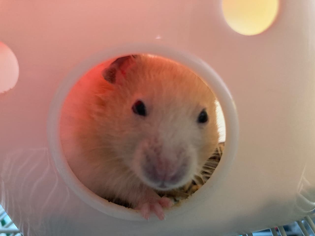 megapx