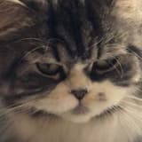 catinfrance
