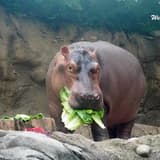 hippochang