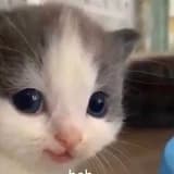 檸檬雞