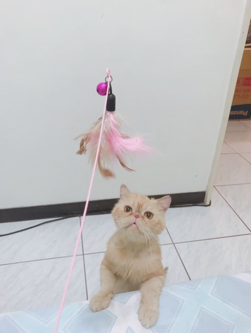 megapx