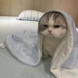 璇茵
