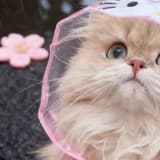 ꒰ঌ₍ᐢ..ᐢ₎໒꒱
