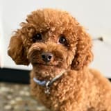 我家狗勾叫樂樂