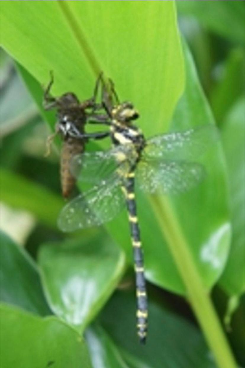 鑑定有翅膀的紅螞蟻- 昆蟲板| Dcard