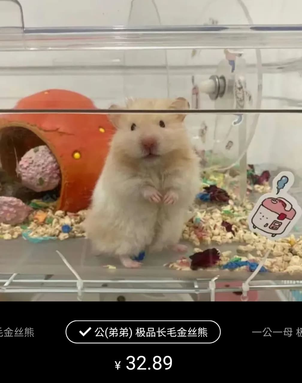 哪裡能買長毛黃金鼠- 寵物板| Dcard