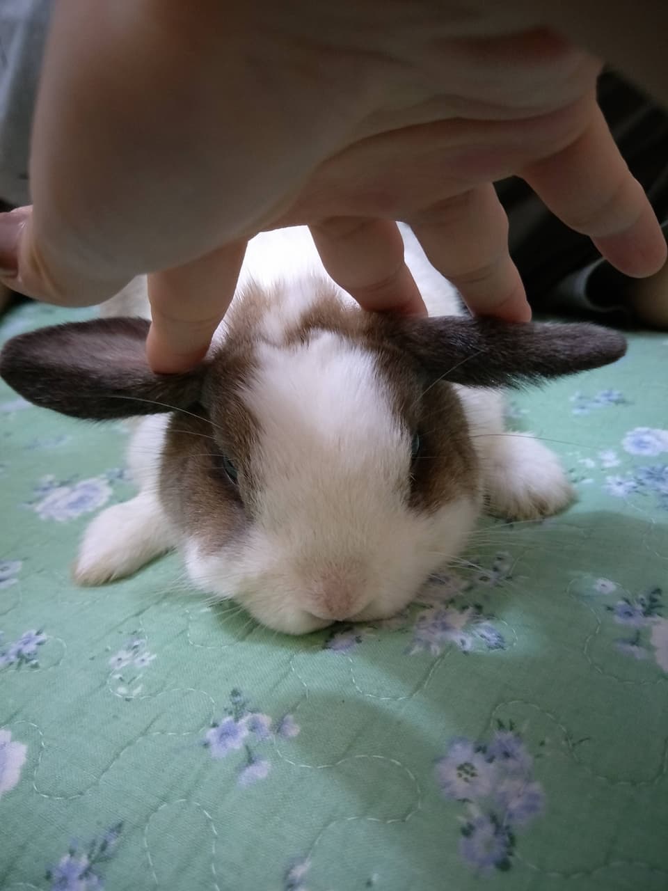 megapx