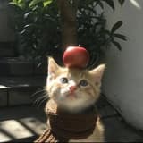 小杜