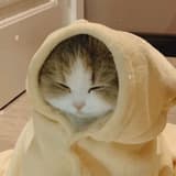 懶貓