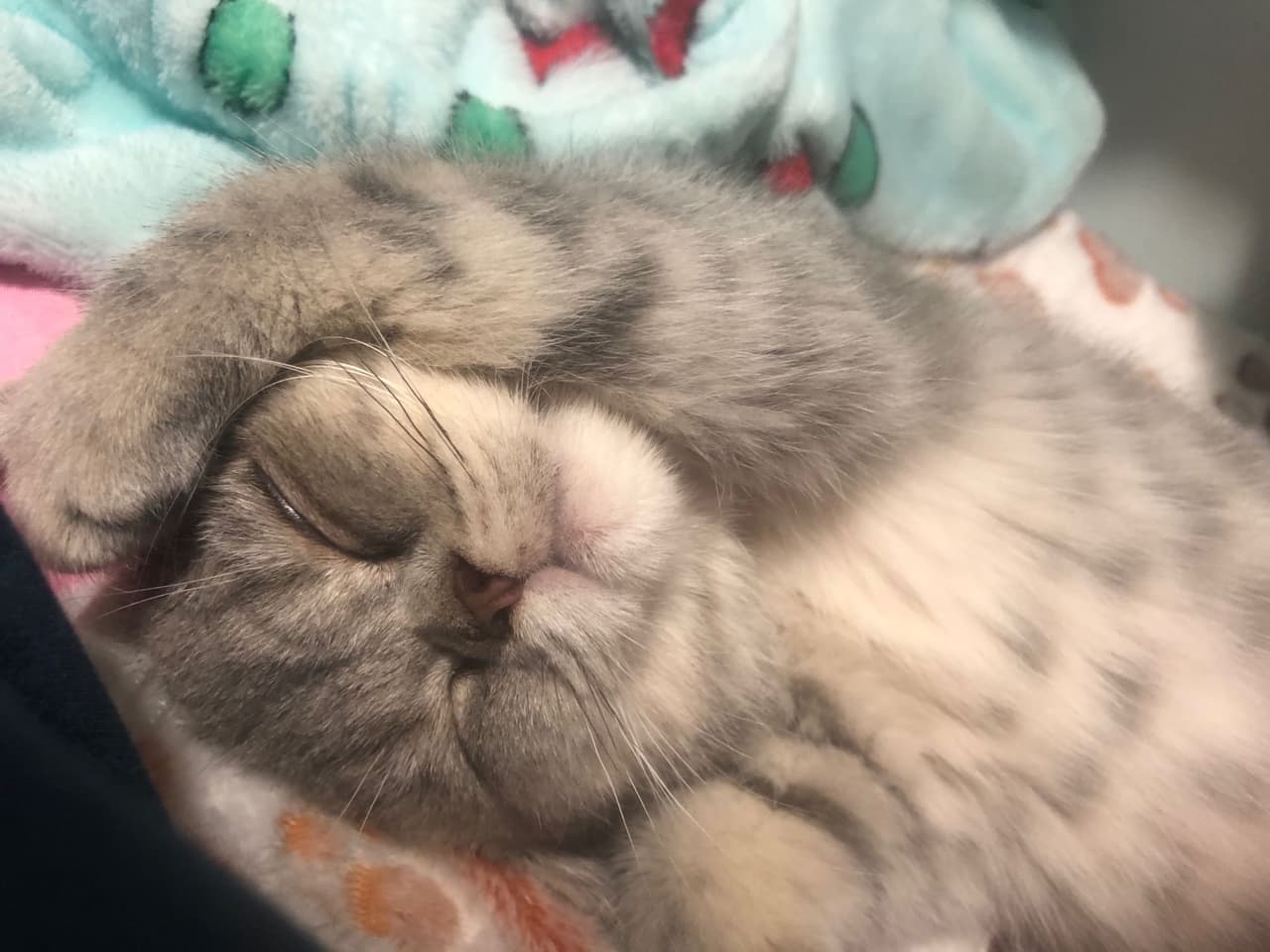 英短樓 寵物板 Dcard