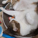 小均仔