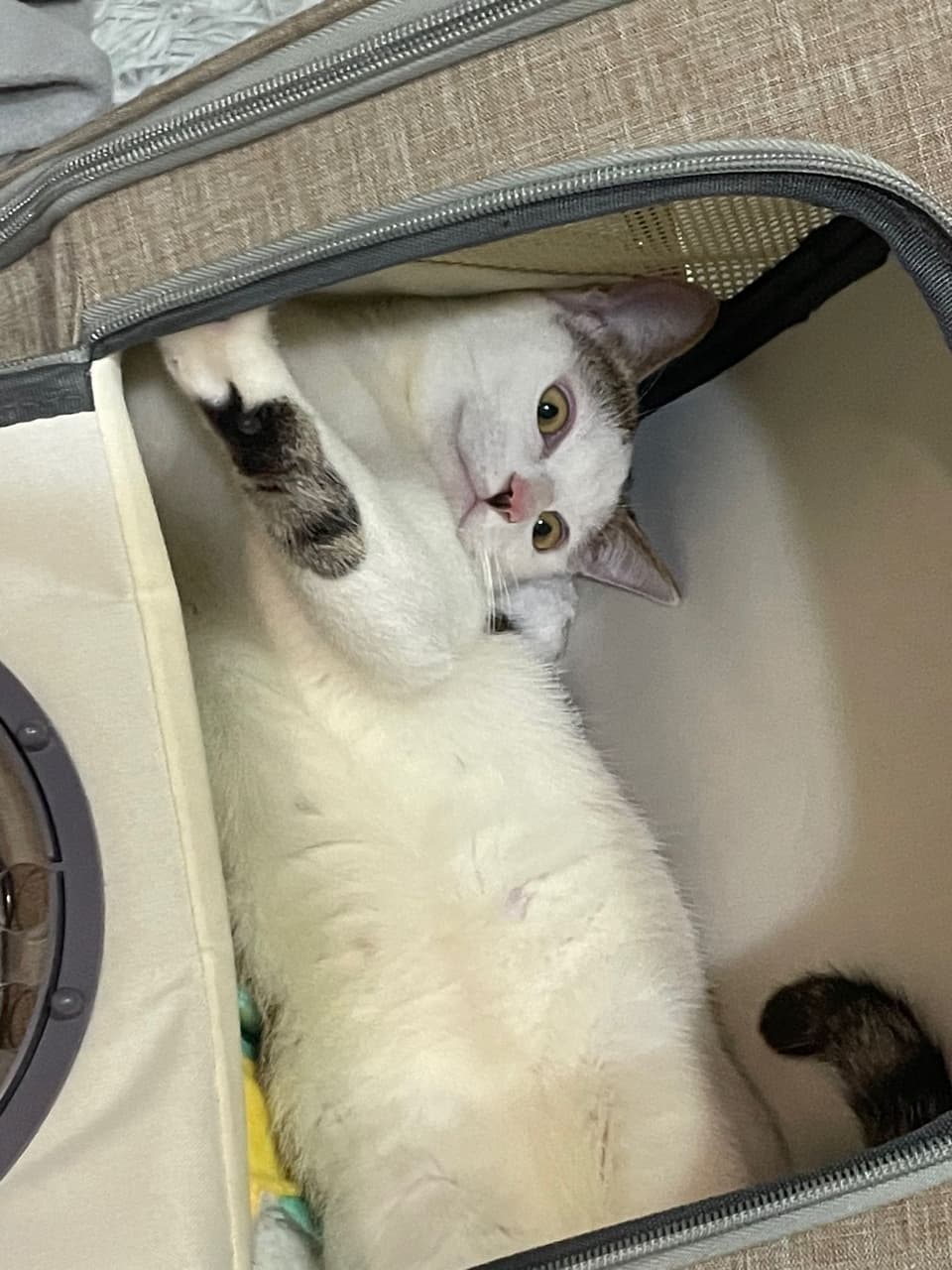 這是⋯厚道星球嗎？？ - 寵物板| Dcard