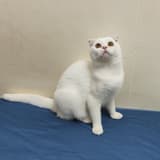 nicemeow